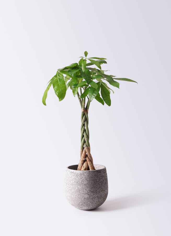 観葉植物 パキラ 6号 ねじり エコストーンGray 付き | 観葉植物ならHitoHana(ひとはな)