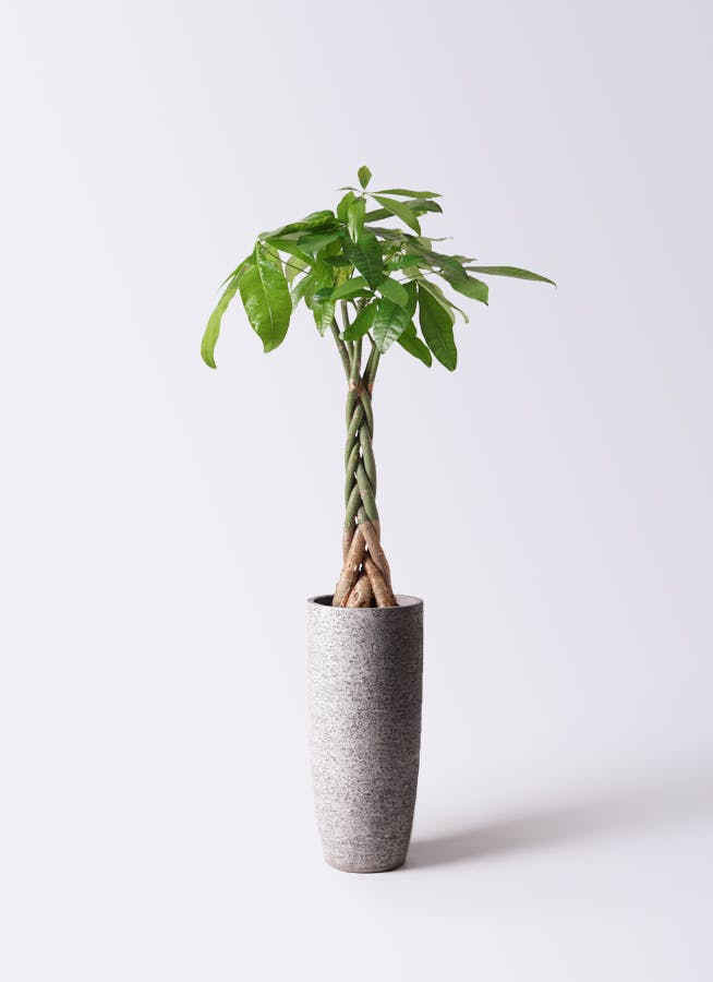 巨木感！パキラ6号！鉢ごと発送 塊根植物 観葉植物 パキラ 6号 |