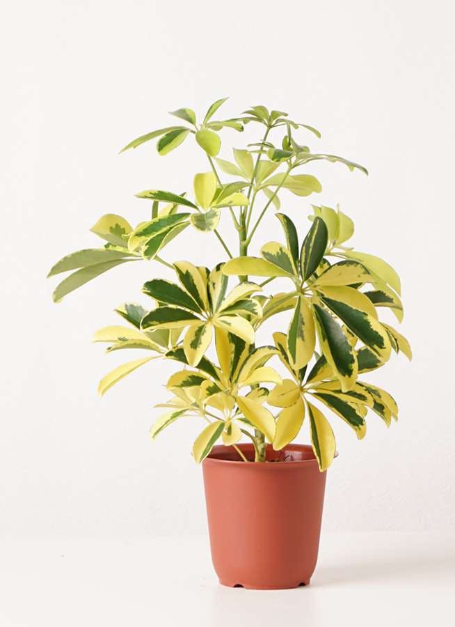 観葉植物 カポック シェフレラ 4号 斑入り プラスチック鉢 観葉植物ならhitohana ひとはな
