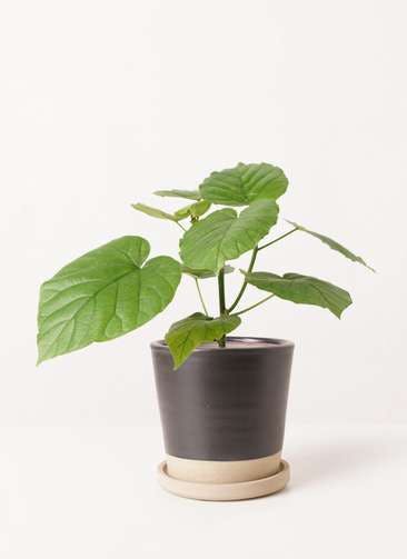 観葉植物 フィカス ウンベラータ 4号 ノーマル Mat Glaze Terracotta(マット グレーズ テラコッタ) ブラック 植え替えキット付き