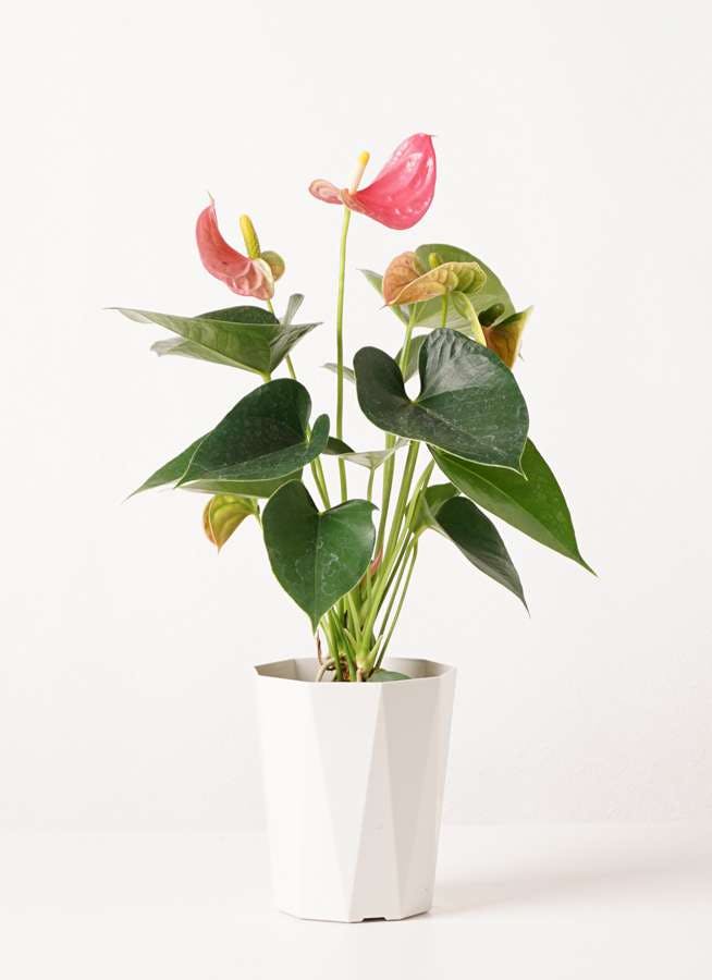 観葉植物 アンスリウム 4号 ピンク プラスチック鉢