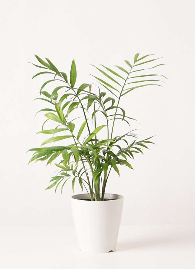 観葉植物 テーブルヤシ 4号 プラスチック鉢 観葉植物ならhitohana ひとはな