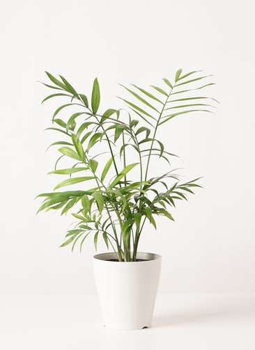 町田に贈る観葉植物の通販 Hitohana ひとはな 町田に贈る観葉植物の通販 Hitohana ひとはな