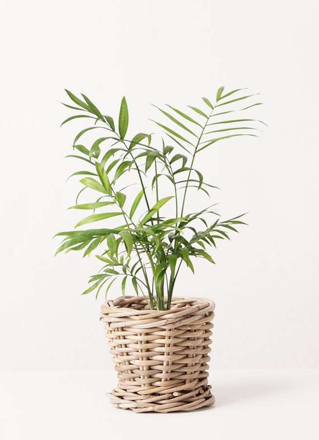観葉植物 テーブルヤシ 4号 グレイラタン 付き 観葉植物ならhitohana ひとはな 観葉植物 テーブルヤシ 4号 グレイラタン 付き 観葉植物ならhitohana ひとはな