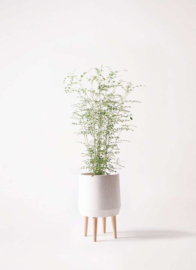 観葉植物 シマトネリコ 6号 ファイバークレイ White 付き 観葉植物ならhitohana ひとはな 観葉植物 シマトネリコ 6号 ファイバークレイ White 付き 観葉植物ならhitohana ひとはな
