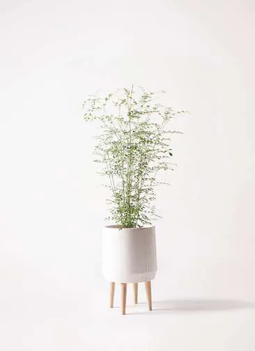 札幌に贈る観葉植物の通販 Hitohana ひとはな