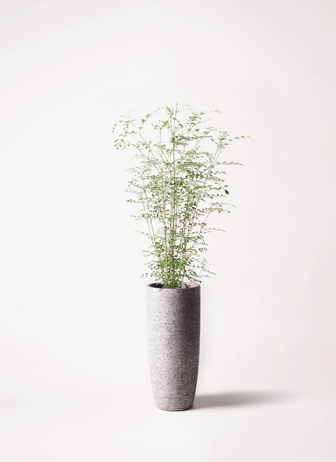 シマトネリコ 6号 | 観葉植物通販HitoHana(ひとはな)