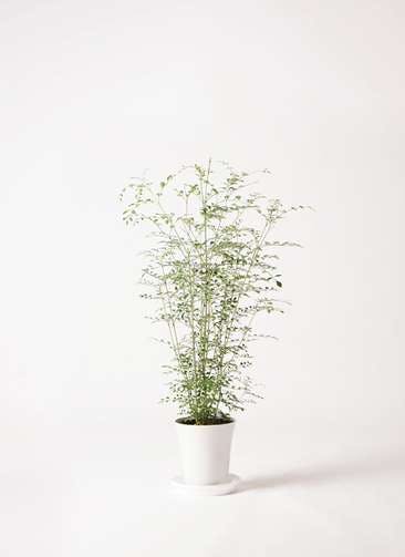 観葉植物 シマトネリコ 6号 プラスチック鉢