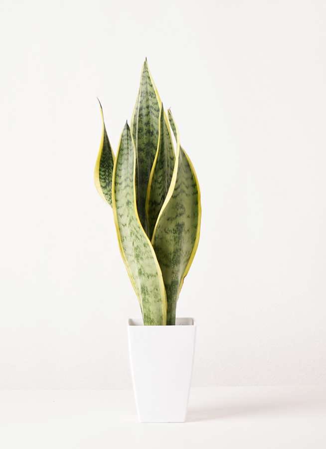 観葉植物 サンスベリア 4号 トラノオ プラスチック鉢 観葉植物ならhitohana ひとはな 観葉植物 サンスベリア 4号 トラノオ プラスチック鉢 観葉植物ならhitohana ひとはな