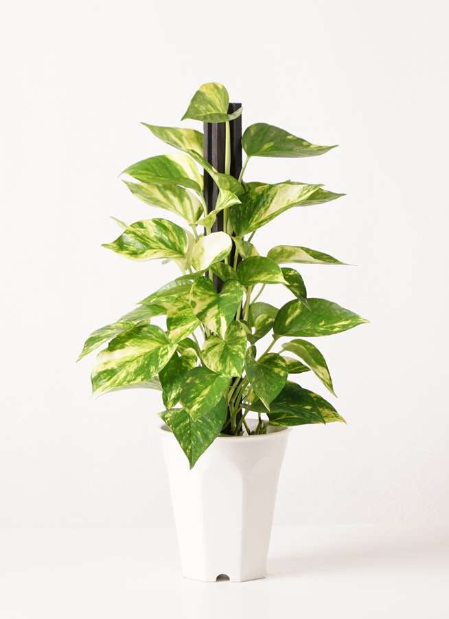 観葉植物 ポトス4号 プラスチック鉢 観葉植物ならhitohana ひとはな 観葉植物 ポトス4号 プラスチック鉢 観葉植物ならhitohana ひとはな