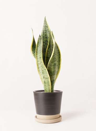 観葉植物 サンスベリア 4号 トラノオ Mat Glaze Terracotta(マット グレーズ テラコッタ) ブラック 植え替えキット付き