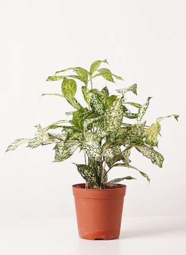 観葉植物 ドラセナ ゴッドセフィアーナ 4号 プラスチック鉢