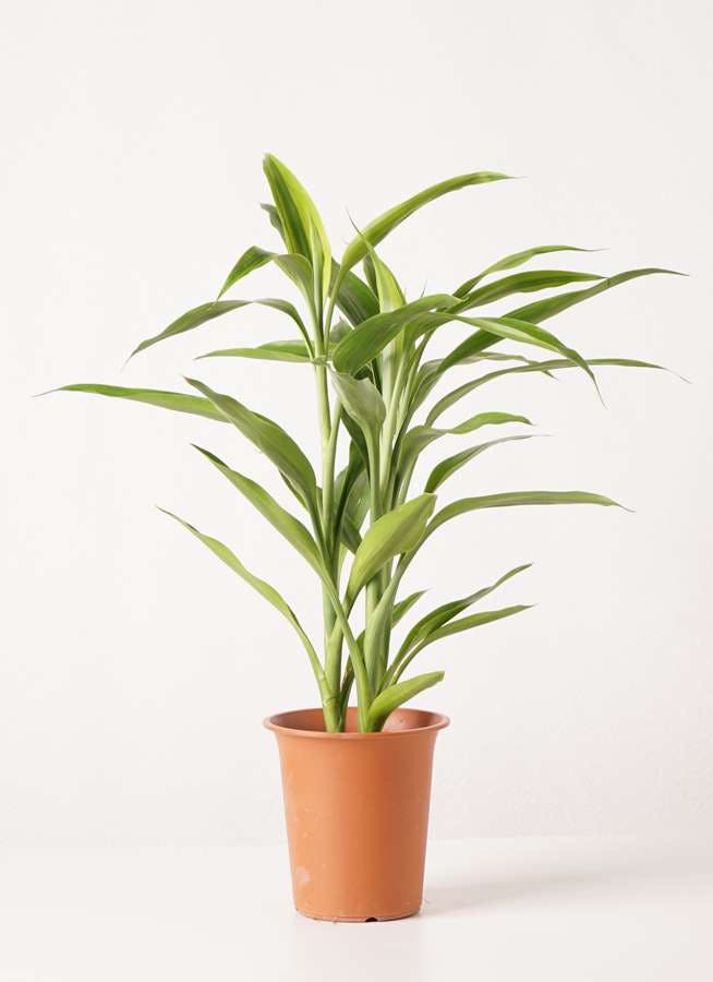 観葉植物 ドラセナ サンデリアーナ ゴールド 4号 プラスチック鉢