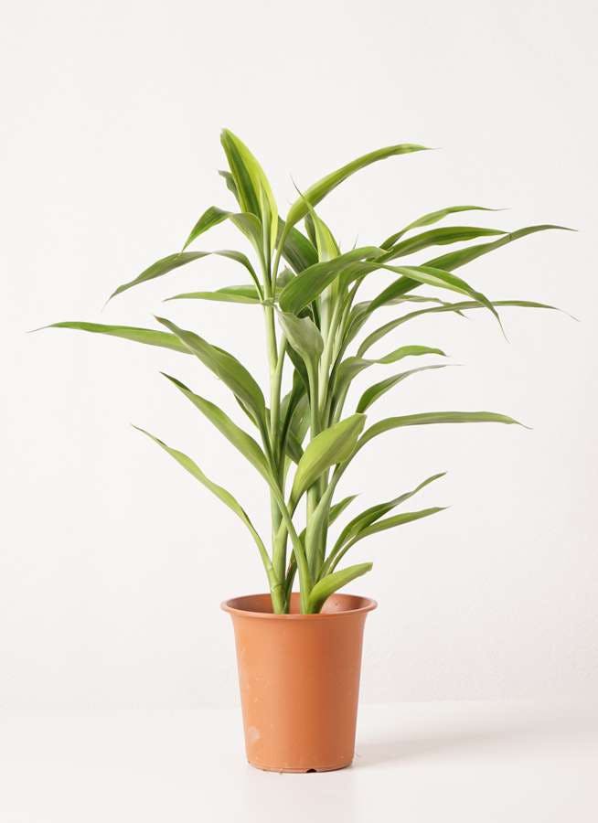 観葉植物 ドラセナ サンデリアーナ ゴールド4号 プラスチック鉢 観葉植物ならhitohana ひとはな 観葉植物 ドラセナ サンデリアーナ ゴールド4号 プラスチック鉢 観葉植物ならhitohana ひとはな