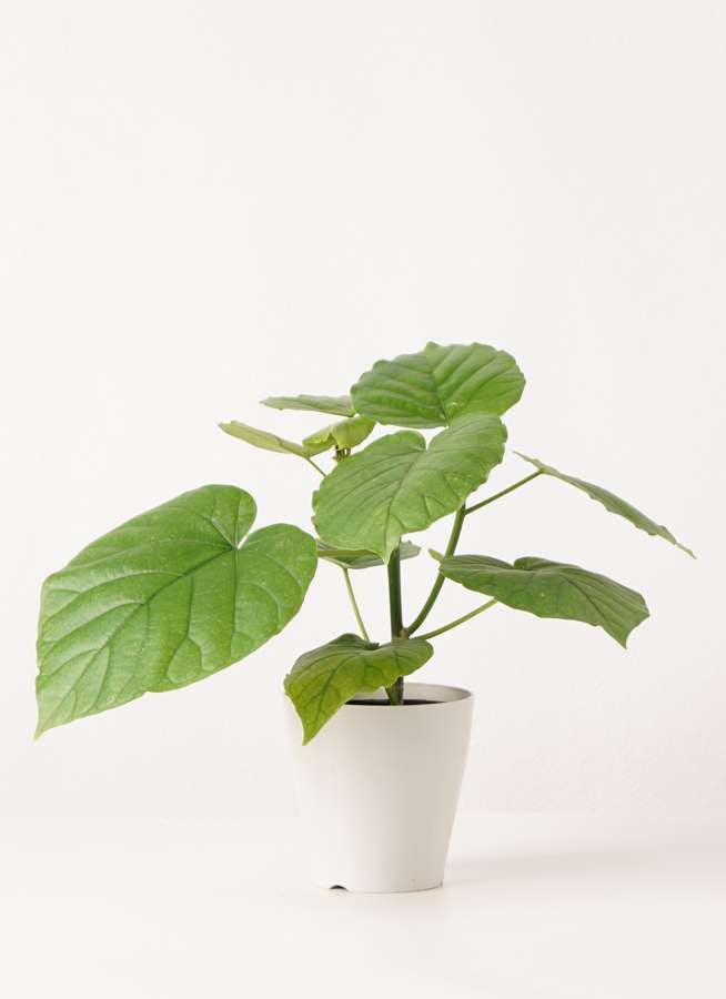 観葉植物 フィカス ウンベラータ4号 ノーマル プラスチック鉢 観葉植物ならhitohana ひとはな 観葉植物 フィカス ウンベラータ4号 ノーマル プラスチック鉢 観葉植物ならhitohana ひとはな