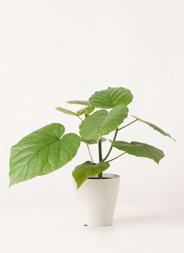 観葉植物 フィカス ウンベラータ 4号 ノーマル プラスチック鉢