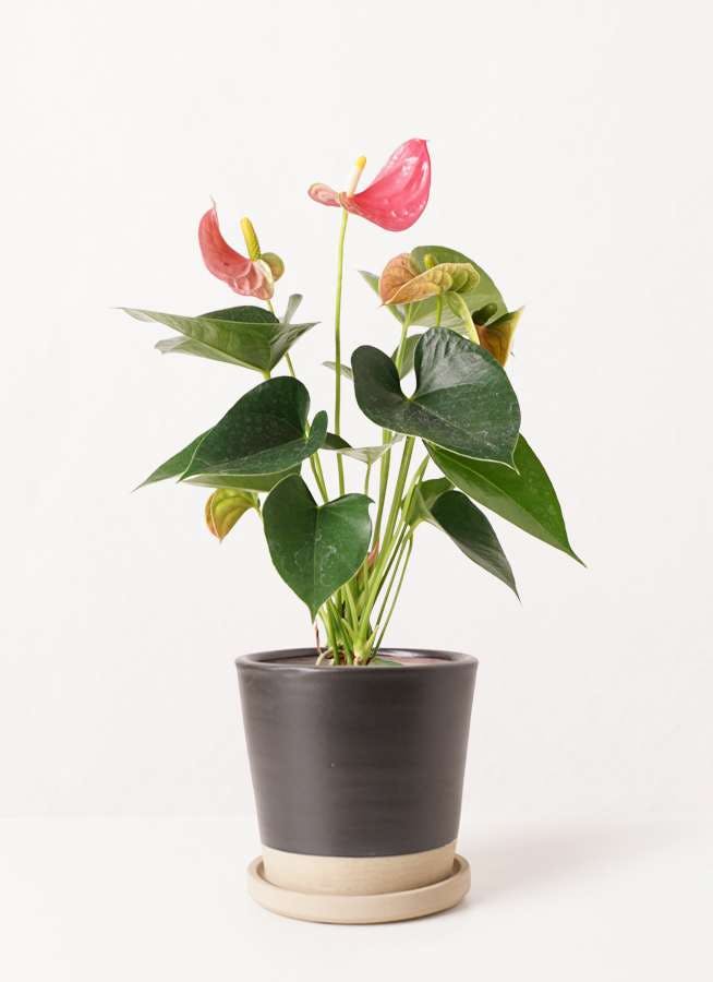 観葉植物 アンスリウム 4号 ピンクチャンピオン マット グレーズ テラコッタ ブラック 付き 観葉植物ならhitohana ひとはな 観葉植物 アンスリウム 4号 ピンクチャンピオン マット グレーズ テラコッタ ブラック 付き 観葉植物ならhitohana ひとはな