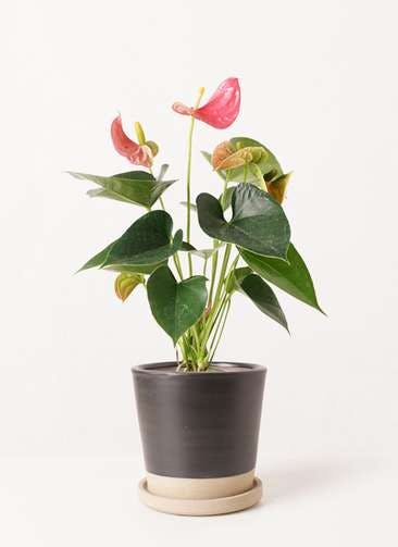 観葉植物 アンスリウム 4号 ピンク Mat Glaze Terracotta(マット グレーズ テラコッタ) ブラック 植え替えキット付き