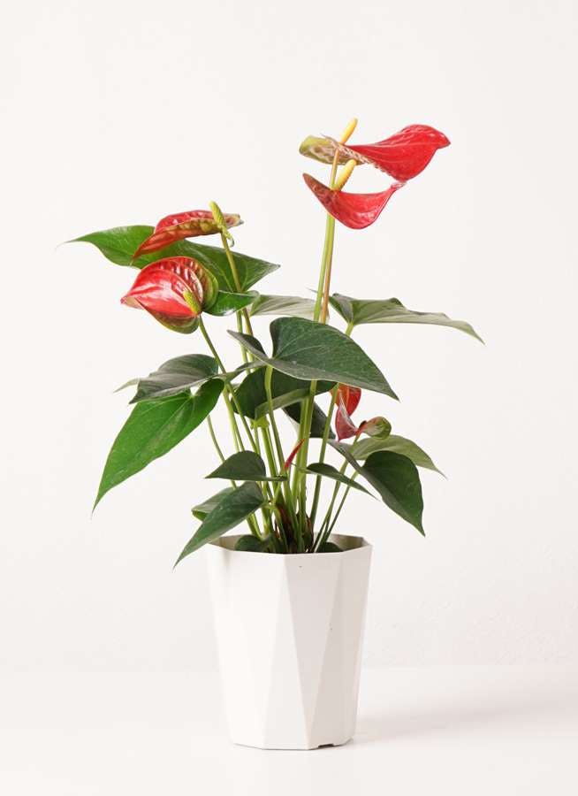 観葉植物 アンスリウム 4号 ダコタ プラスチック鉢 観葉植物ならhitohana ひとはな 観葉植物 アンスリウム 4号 ダコタ プラスチック鉢 観葉植物ならhitohana ひとはな