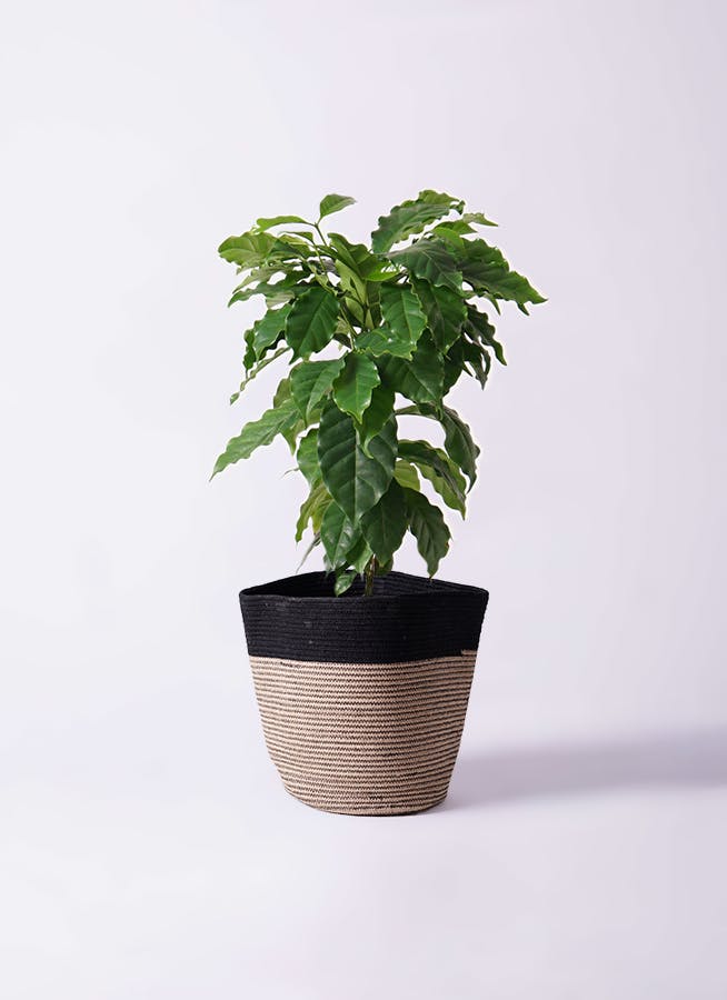コーヒーの木 6号 | 観葉植物 | 送料無料でお届け - Hitohana（ひとはな）