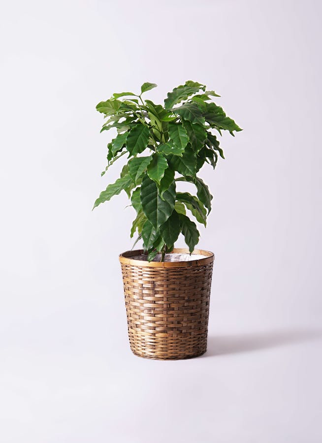 【大型美品】コーヒーの木・8号鉢9/6画像追加約110cm 楽天市場】コーヒーの木 黒色 大丸 陶器鉢 【黄色小石・受皿・育て方
