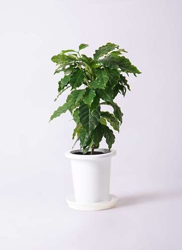 観葉植物 コーヒーの木 6号 プラスチック鉢
