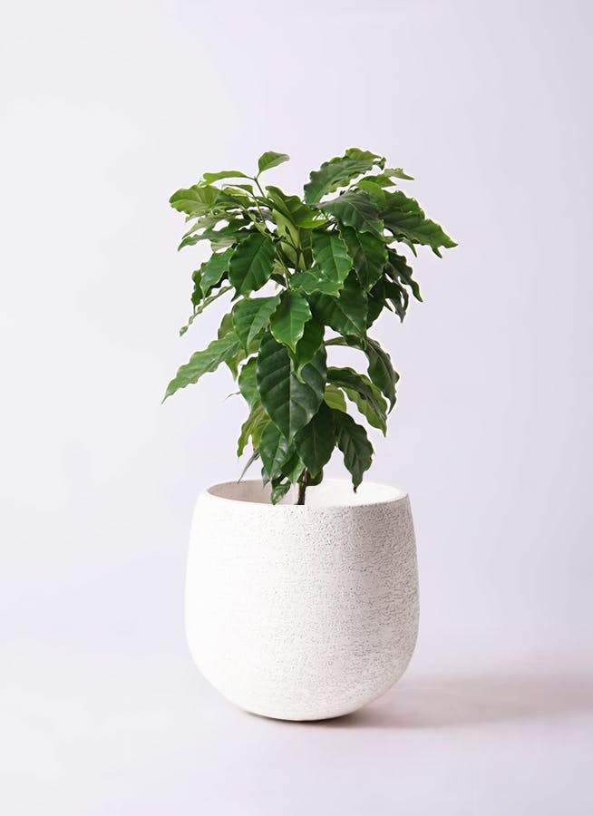 コーヒーの木 6号 | 観葉植物 | 送料無料でお届け - Hitohana