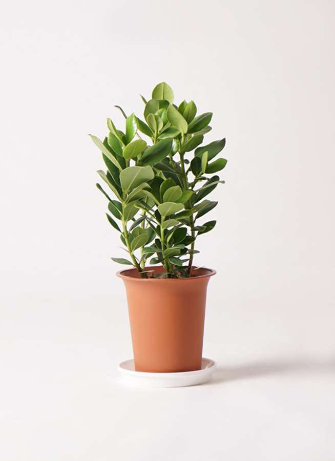 観葉植物 クルシア ロゼア プリンセス 6号 プラスチック鉢 観葉植物ならhitohana ひとはな 観葉植物 クルシア ロゼア プリンセス 6号 プラスチック鉢 観葉植物ならhitohana ひとはな