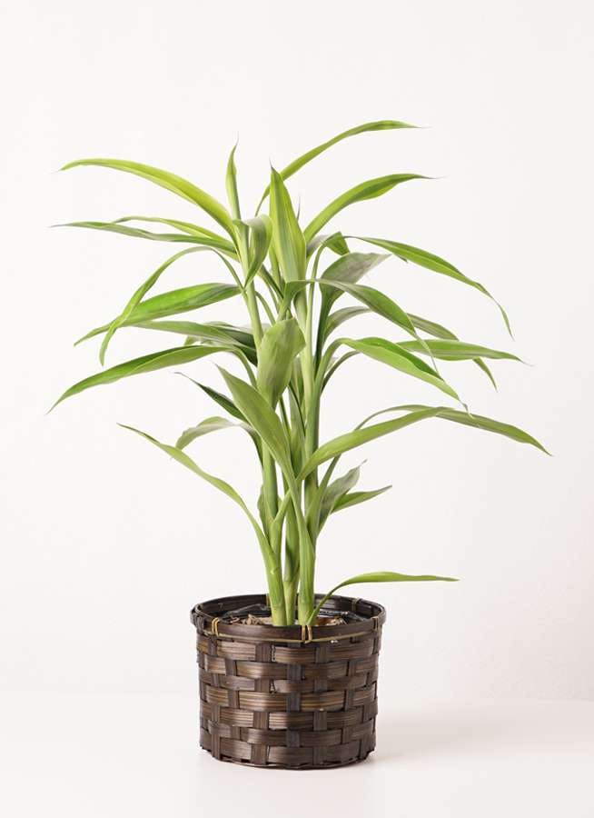 観葉植物 ドラセナ サンデリアーナ ゴールド4号 竹バスケット 付き 観葉植物ならhitohana ひとはな