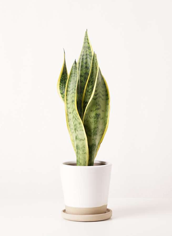 観葉植物 サンスベリア 4号 トラノオ Mat Glaze Terracotta(マット グレーズ テラコッタ) ホワイト 植え替えキット付き