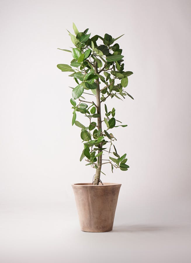 フィカス エベレスト 曲がり 10号 観葉植物 フィカス ウンベラータ 10号 曲がり FiberCray（ファイバー