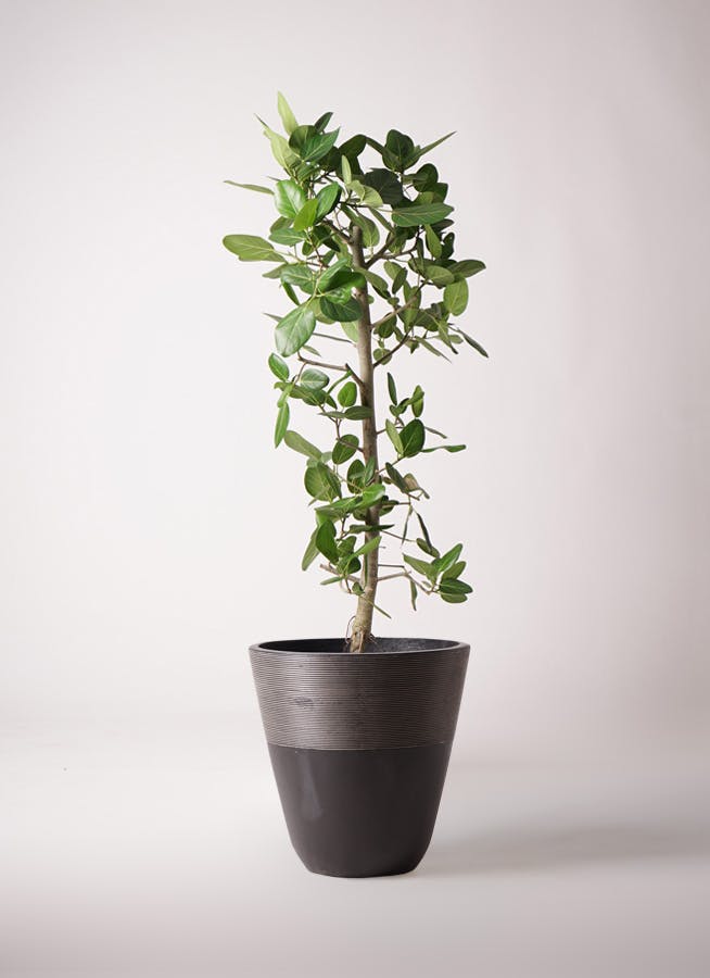 観葉植物 オリーブ 10号 ピクアル ジュピター 黒 付き | 観葉植物なら