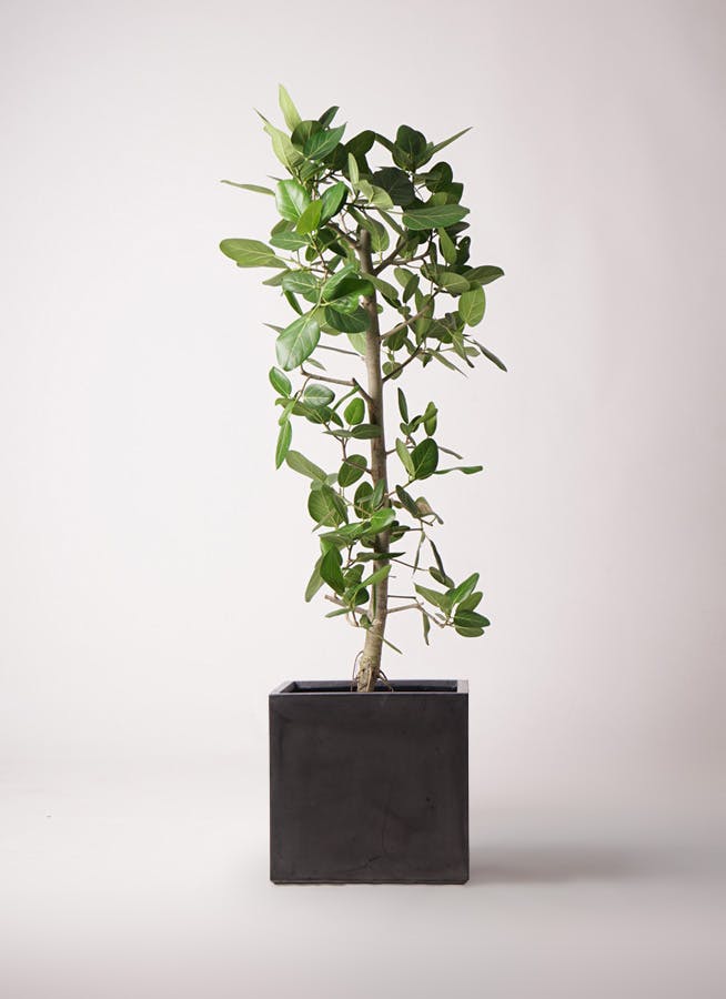 フィカス ベンガレンシス 10号 | 観葉植物通販 Hitohana（ひとはな）