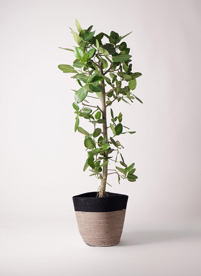 観葉植物 ユーカリ 10号 グニー リブバスケットNatural and Black 付き