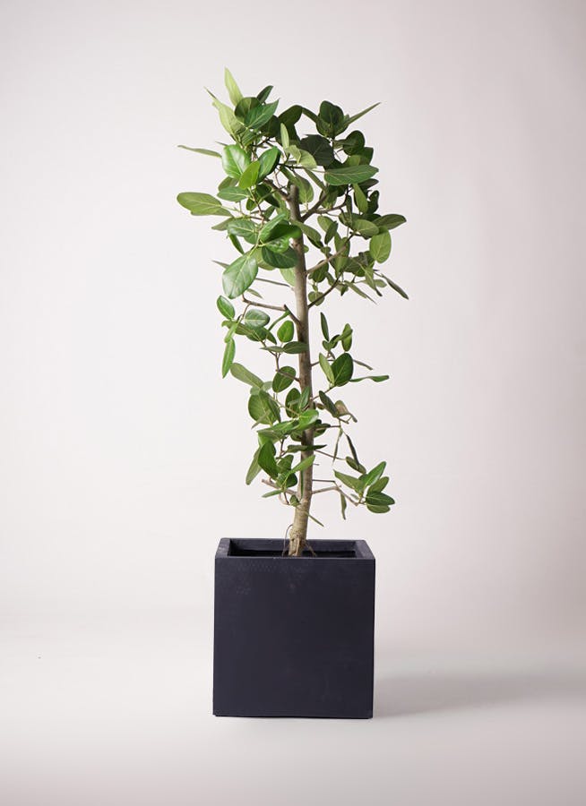 フィカス ベンガレンシス 10号 | 観葉植物通販 Hitohana（ひとはな）