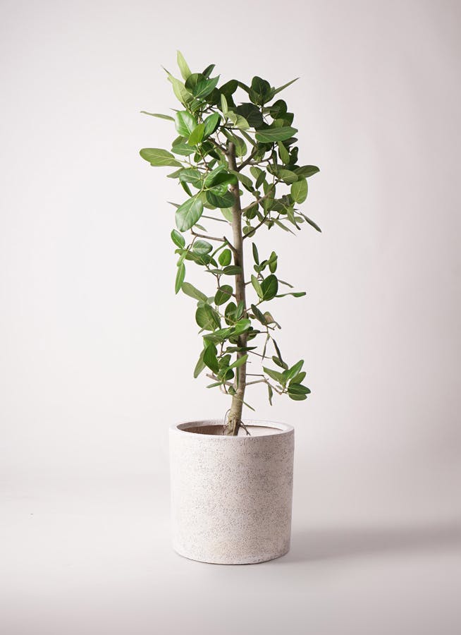 フィカス ベンガレンシス 10号 | 観葉植物通販 Hitohana（ひとはな）