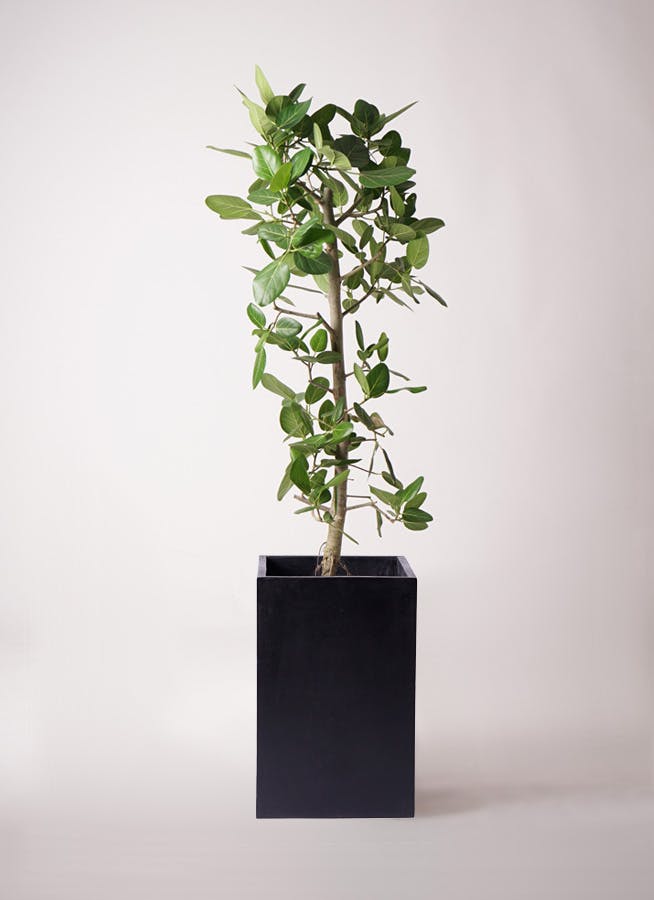 ベンガレンシス　10号 約1.8メートル　現品 フィカス・ベンガレンシス 10号の通販 | 観葉植物通販AONOKI