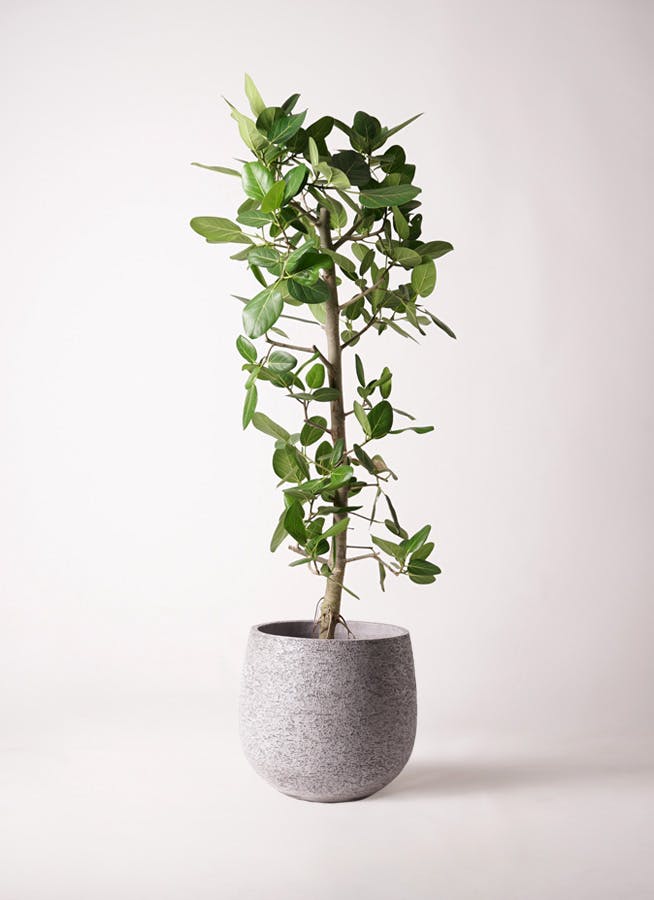 ベンガレンシス　10号 約1.8メートル　現品 フィカス ベンガレンシス 10号 | 観葉植物通販 Hitohana（ひとはな）