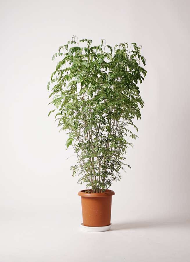 観葉植物 シマトネリコ 10号 プラスチック鉢 観葉植物ならhitohana ひとはな