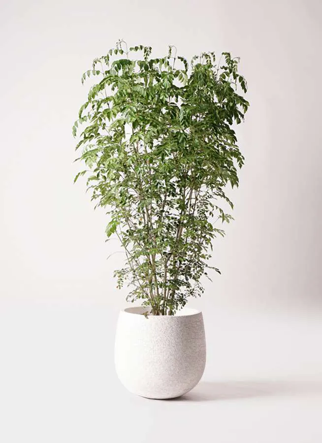観葉植物 シマトネリコ 10号 エコストーンwhite 付き 観葉植物ならhitohana ひとはな