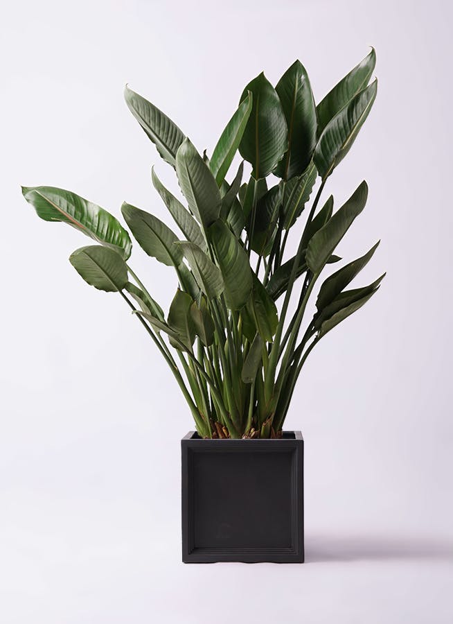 観葉植物 ストレリチア (ストレチア) レギネ 10号