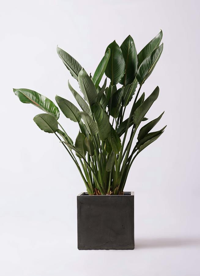 ストレリチア レギネ | 観葉植物の通販ならHitoHana（ひとはな）