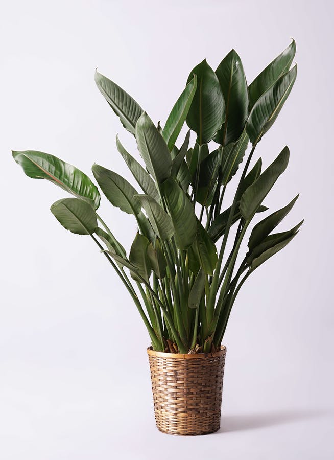 【鉢付き 送料込】超特大✨️ ストレチア レギネ 10号鉢 ストレチア レギネ 10号 | 観葉植物 | インテリアやギフトに