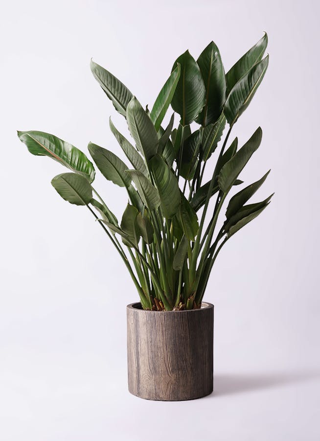 ストレリチア・レギネ 150cm10号 3株立ち ストレチア レギネ 10号 | 観葉植物 | インテリアやギフトに