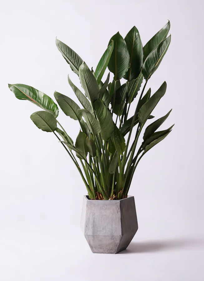 ストレチア レギネ 10号 | 観葉植物 | インテリアやギフトに 