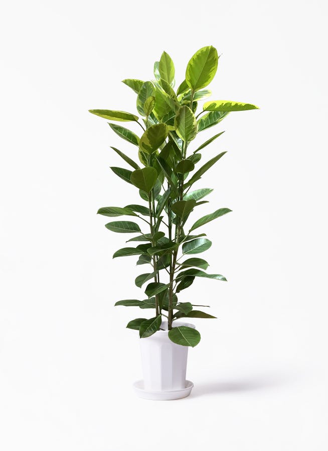 観葉植物 フィカス アルテシーマ 10号 3本立ち プラスチック鉢 観葉植物ならhitohana ひとはな