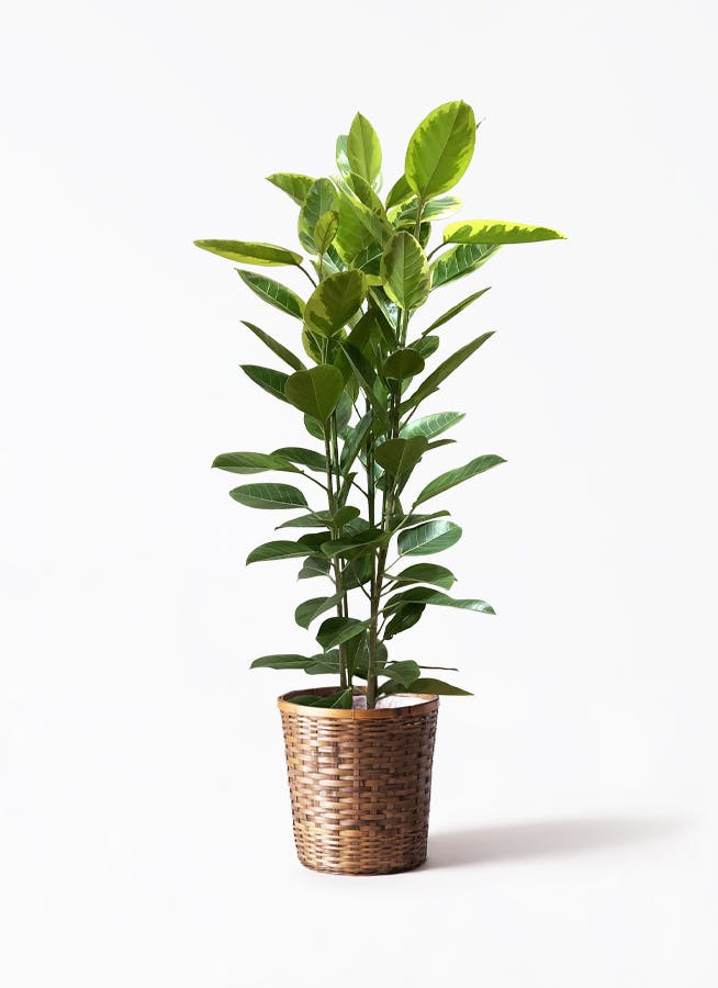 フィカス アルテシーマ 3本立ち | 観葉植物 | インテリアやギフトに