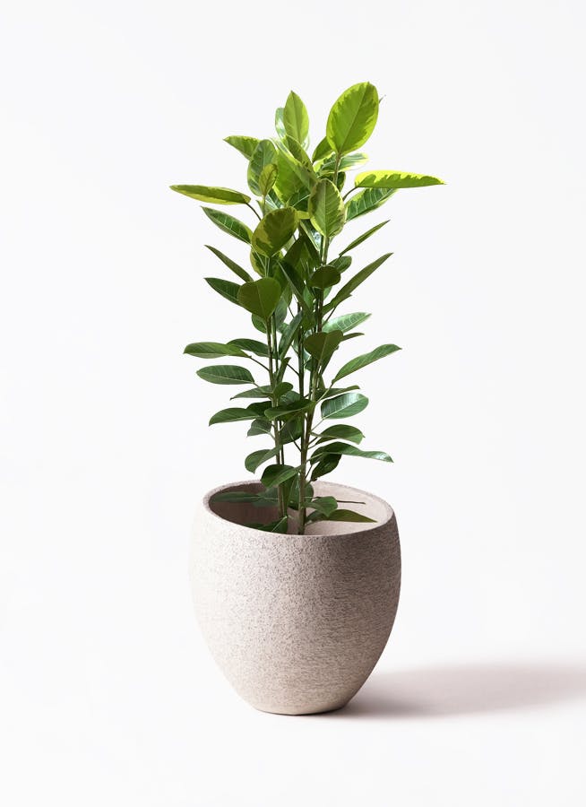 フィカス　アルテシマ3 フィカス アルテシーマ 3本立ち | 観葉植物 | インテリアやギフトに