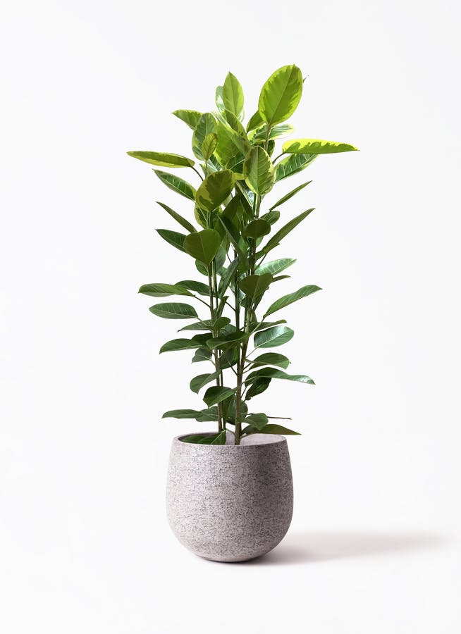 フィカス　アルテシマ3 フィカス アルテシーマ 3本立ち | 観葉植物 | インテリアや