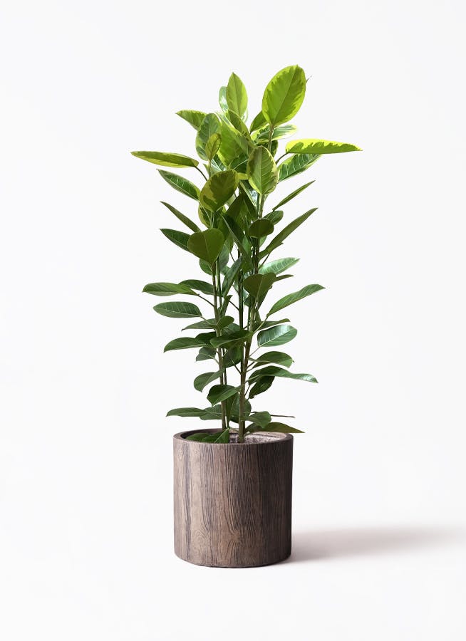 フィカス アルテシーマ | 観葉植物通販 HitoHana